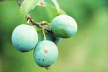 Unripe-Wild-Plum