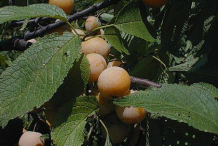 Wild-Plum-on-the-plant