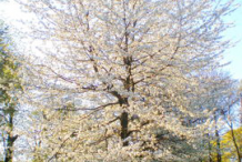 Wild-Plum-plant