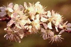Flower-of-Wild-Plum