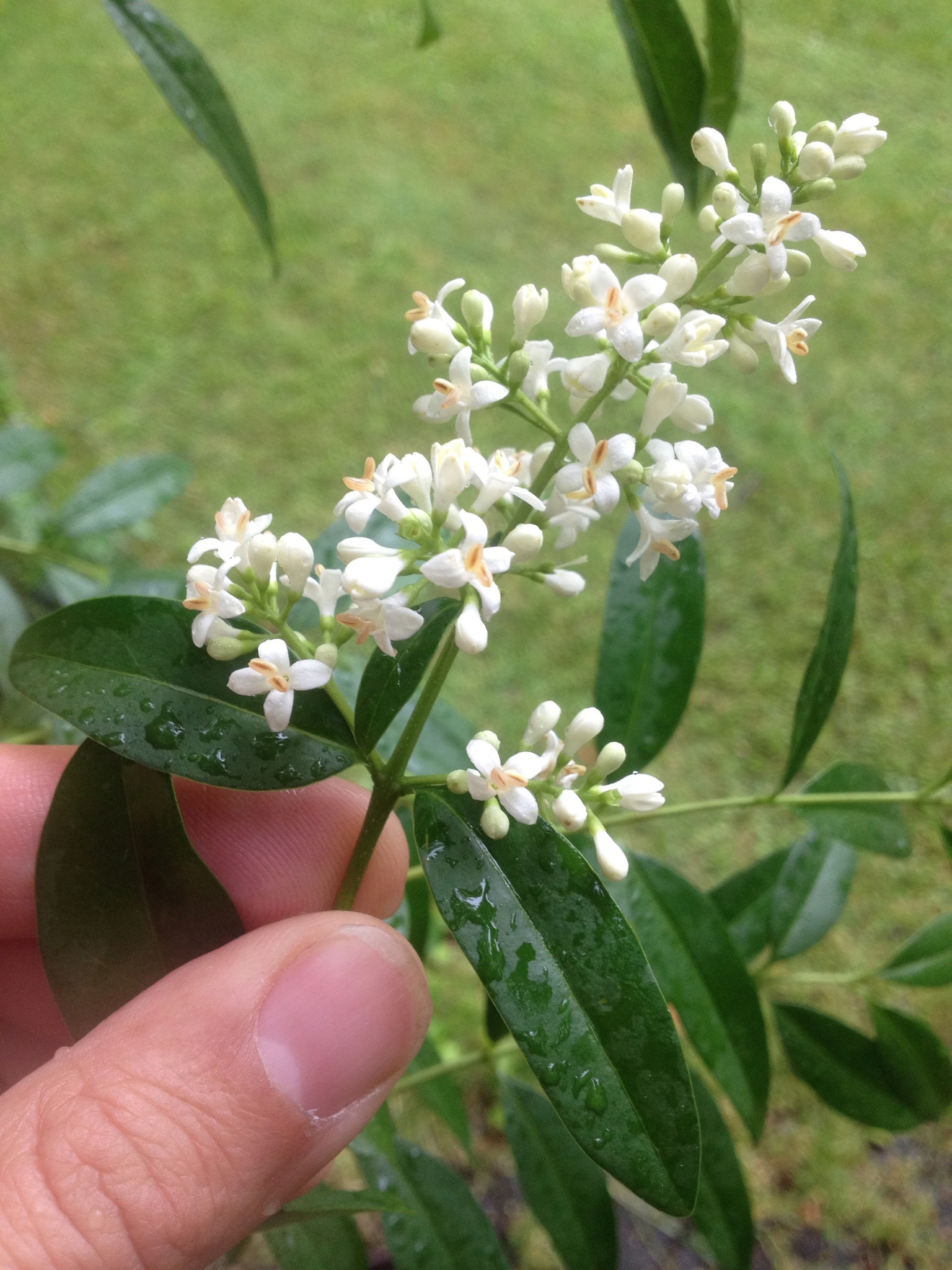 Wild Privet Facts and Uses