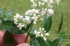 Close-view-of-Wild-Privet-flower