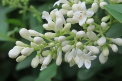 Flower-buds-of-Wild-Privet