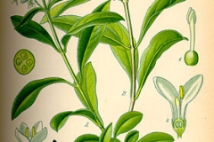 Plant-illustration-of-Wild-Privet