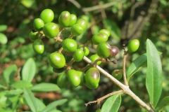 Unripe-Wild-Privet