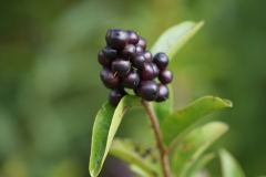 Wild-Privet-fruit