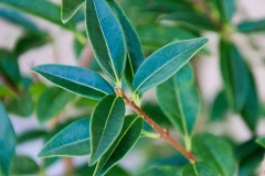 Wild-Privet-leaves