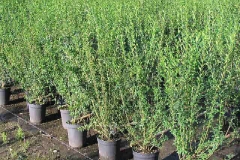 Wild-Privet-plantation