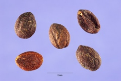 Wild-Privet-seeds