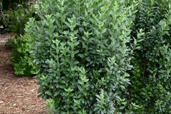 Wild-Privet-shrub