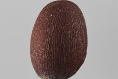 Closer-view-of-seed-of-Wild-Radish