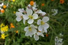 Flower-of-Wild-Radish-plant