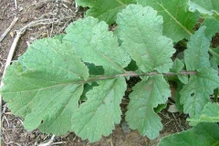 Leaves-of-Wild-Radish-plant