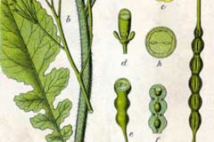 Plant-Illustration-of-Wild-Radish