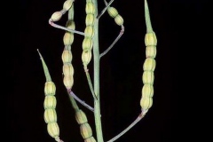 Ripe-fruits-of-Wild-Radish