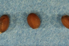 Seeds-of-Wild-Radish
