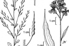Sketch-of-Wild-Radish
