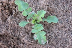 Small-Wild-Radish-plant