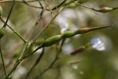 Unripe-fruit-of-Wild-Radish