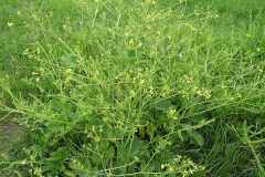 Wild-Radish-Plant-growing-wild