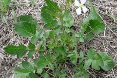 Wild-Radish-Plant