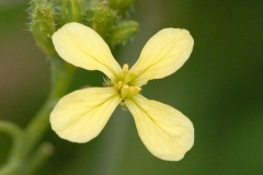 Yellow-form-flower-of-Wild-Radish