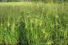 Wild-rice-farm