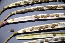 Seeds-of-Wild-rocket