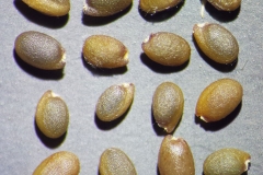 Closer-view-of-seeds-of-Wild-rocket