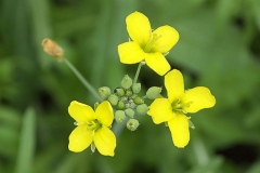 Flowers-of-Wild-rocket