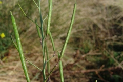 Immature-fruits-of-Wild-rocket