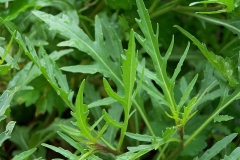 Leaves-of-Wild-rocket