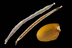 Mature-fruits-of-Wild-rocket