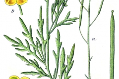 Plant-Illustration-of-Wild-rocket