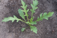 Sapling-of-Wild-rocket