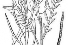 Sketch-of-Wild-rocket