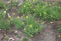 Wild-rocket-Plant-growing-wild