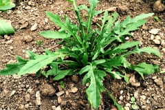 Wild-rocket-plant