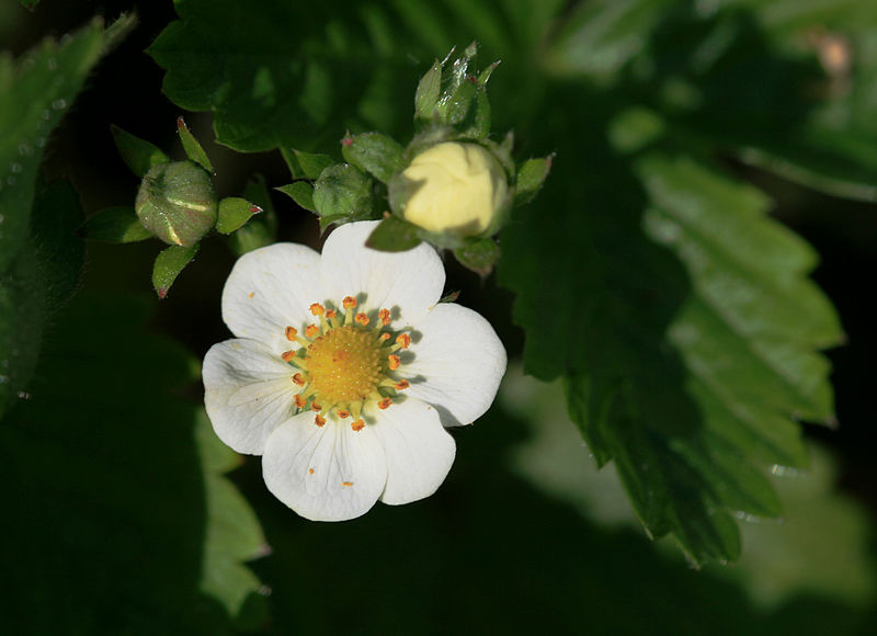 Closer-view-of-flower-of-Wild-strawberry