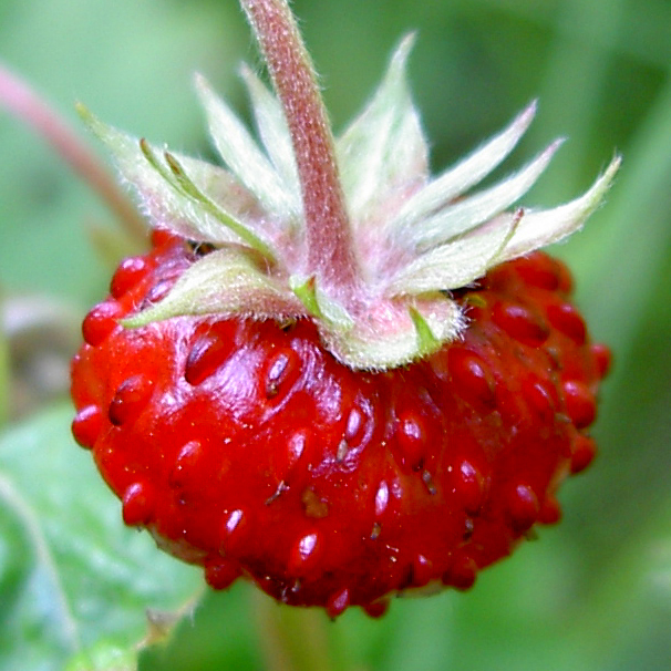 Closer-view-of-fruit-of-Wild-strawberry
