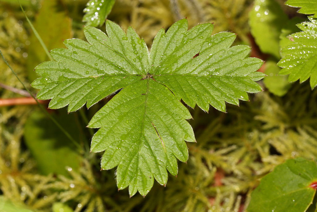 Leaves-of-Wild-strawberry