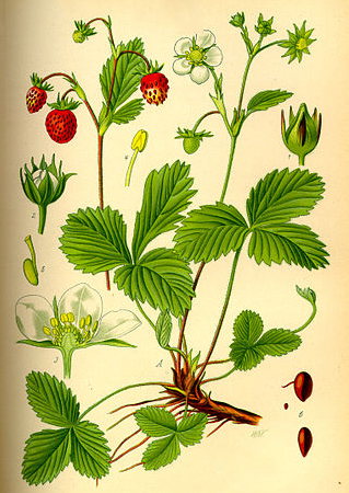 Plant-Illustration-of-Wild-strawberry