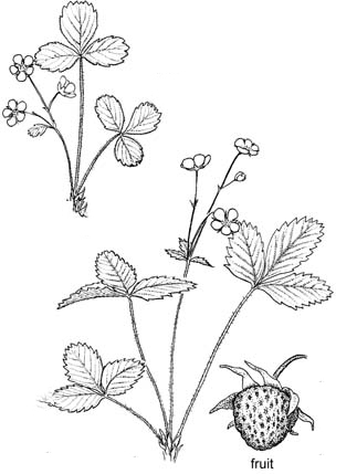 Sketch-of-Wild-strawberry