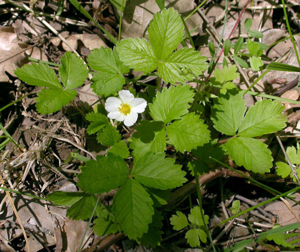 Small-Wild-strawberry-Plant