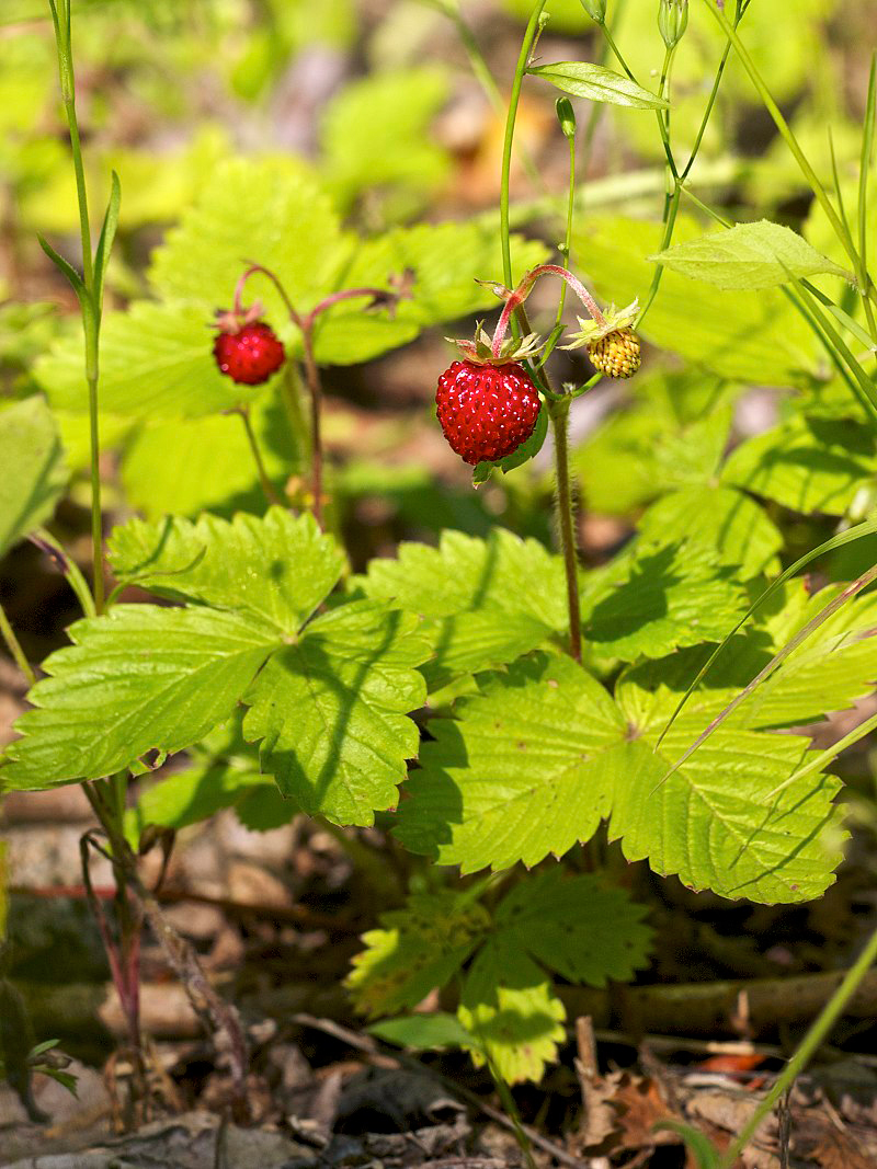 Wild-strawberry-Plant