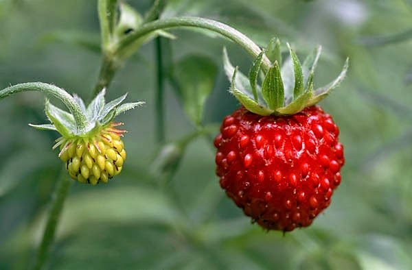 Wild-strawberry-fruit