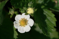 Closer-view-of-flower-of-Wild-strawberry