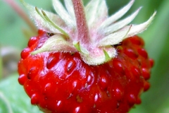 Closer-view-of-fruit-of-Wild-strawberry