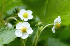 Flower-of-Wild-strawberry