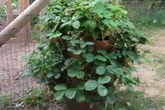 Growing-Strawberries-in-a-Pot